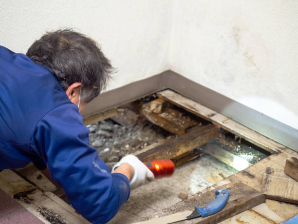 Professional Mold Removal in Spring Ridge, MD