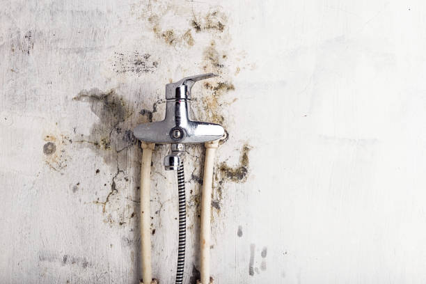 Best Mold Damage Repair  in Spring Ridge, MD