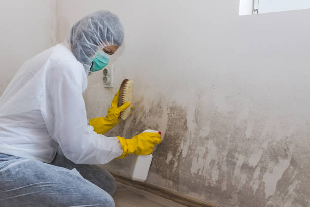 Best Attic Mold Removal  in Spring Ridge, MD