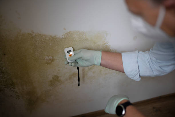 Professional Mold Removal in Spring Ridge, MD