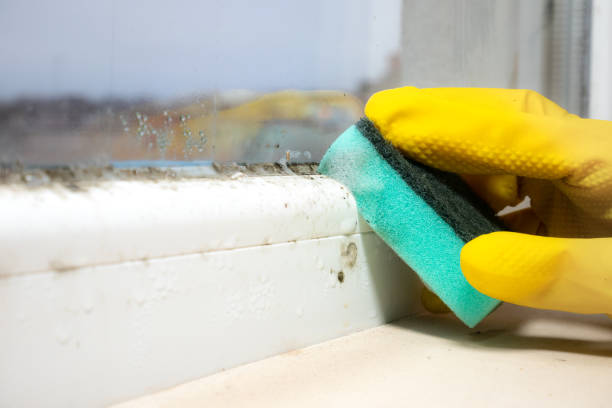 Best Toxic Mold Removal  in Spring Ridge, MD
