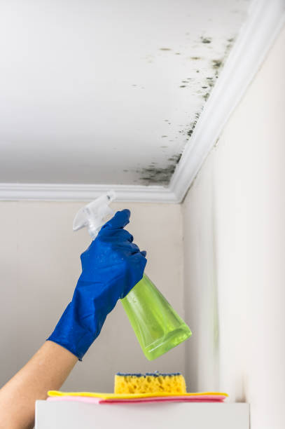 Home Mold Removal in Spring Ridge, MD
