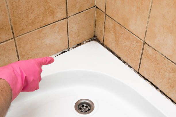 Best Same-Day Mold Removal  in Spring Ridge, MD