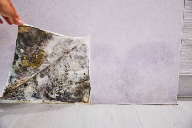 Best Professional Mold Removal  in Spring Ridge, MD